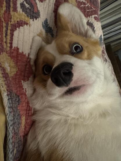 A close up of the same corgi on the same bed with her head slightly further than sideways; one ear visible and mouth soft