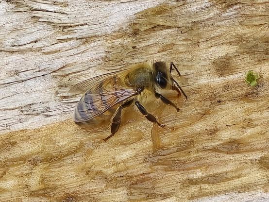 A European honeybee getting a drink of water on a cedar plank.