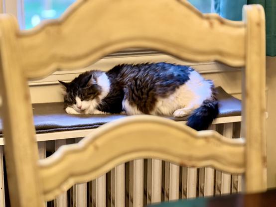 A fluffy cat is sleeping on a ledge near a window, partially framed by the backrest of a wooden chair. The background shows a radiator and a glimpse of a window in soft focus.