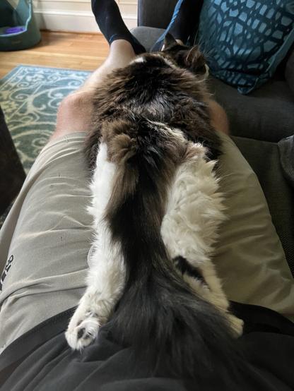 A person is sitting on a couch with their legs up. A fluffy cat is lying across their lap, extending from their torso and down their legs. The scene features a cozy living room setting with a patterned rug and cushions in the background.