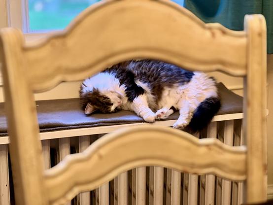 A fluffy cat is sleeping on a windowsill, partially obstructed by the back of a chair. The setting includes a radiator underneath the windowsill, with soft natural light entering the room.