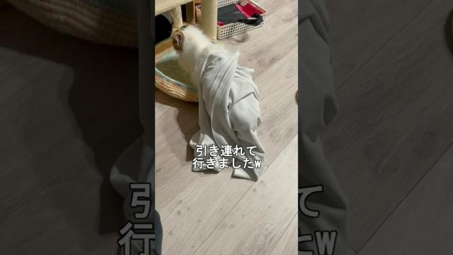 巻かれる猫 #cat #猫 #マンチカン