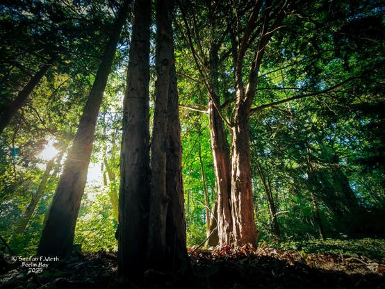 Forest area in Berlin  park Goethepark in May 2025. © Stefan F. Wirth