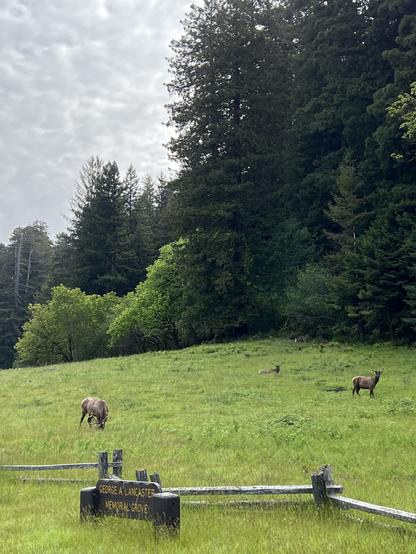 Green grasses, local wildlife, redwood forest, all in this morning’s view from Elk Prairie in Prairie Creek Redwoods State Park. The sign in the foreground reads “George A. Lancaster Memorial Grove.” The animals appear small because this photo was taken from quite a distance away. As this photo was being taken, a park visitor arriving on the scene and approaching more closely has aroused the attention of the herd. Calving season is generally late May through June and breeding season is late August through October. Caution and respect is advised no matter how pastoral a scene may appear.