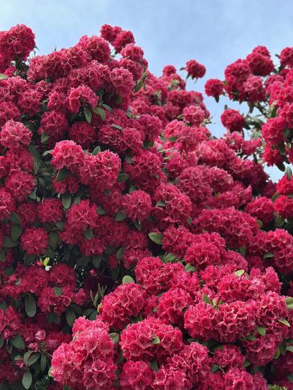 Large, deep-pink flowers covering a bush to such a degree hardly any leaves are visible