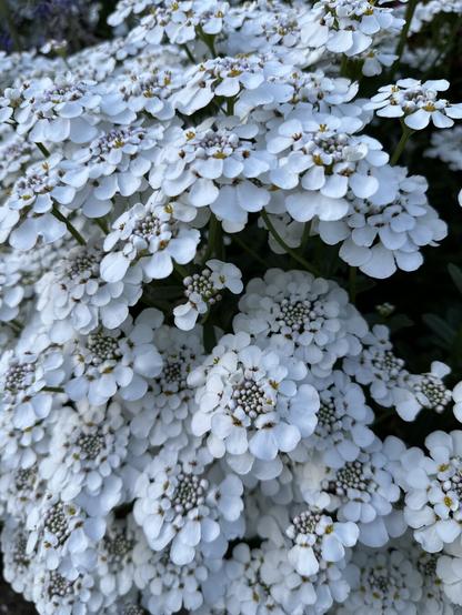 Closeup of smaller flowers whose petals are intricately arranged around the center like little bundles of popcorn