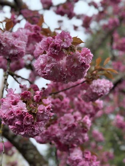Lighter pink flowers hang delicately like a hundred little bouquets at the end of each branch