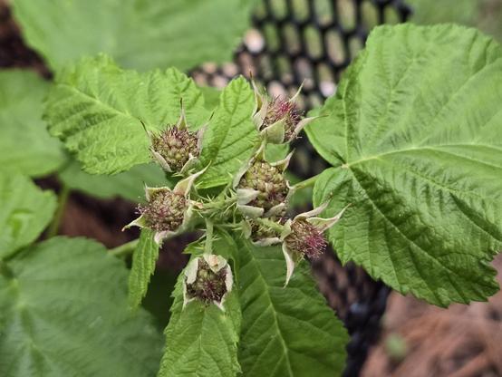 Six raspberries growing on a black raspberry plant with green leaves around them. The small raspberries still have fine hairs from their flowers remaining.