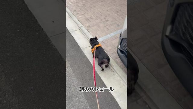 【今朝の凛さん】朝のパトロール☀️を行うフレンチブルドッグ🐶#frenchie #frenchbulldog #frenchbulldoglife #shorts