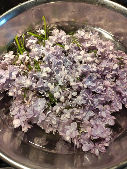 Lilac flowers in a bowl of water