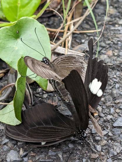 Two butterflies mating over asphalt next to plants growing on the side of the road.