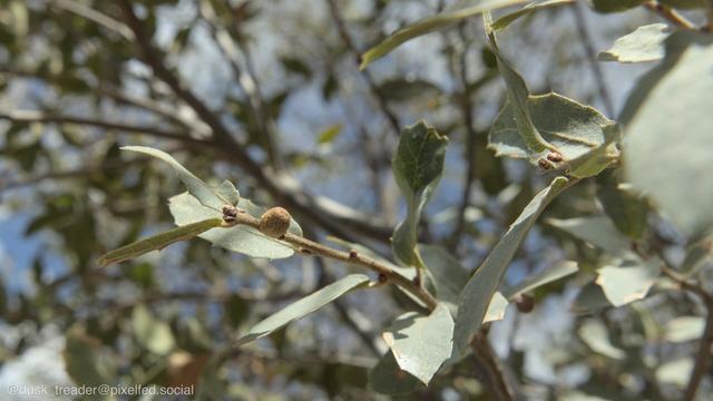 Close-up of a branch featuring glossy green leaves and a small, round growth, against a blurred background of other foliage and sky.