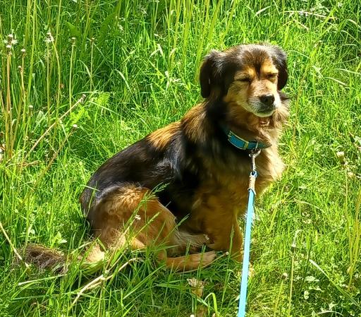 Kokonimix Sean sitzt mit geschlossenen Augen im Gras und scheint die Sonne zu genießen