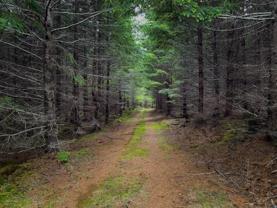 A gravel road traverses through a densely forested area. The scene features a mix of green foliage and bare branches, with the ground covered in pine needles and patches of moss. Natural light filters through the canopy, creating a moody atmosphere