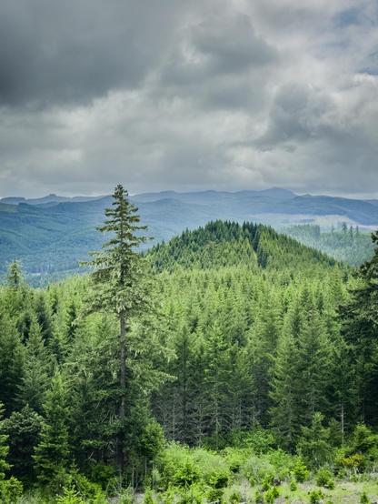 A scenic view of a dense evergreen forest with layered mountains in the background under a cloudy sky