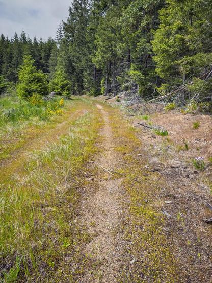 A dirt road covered in small flowers, surrounded by greenery, leading through a forested area with tall fir trees and patches of wildflowers on the sides. The sky is partly cloudy.