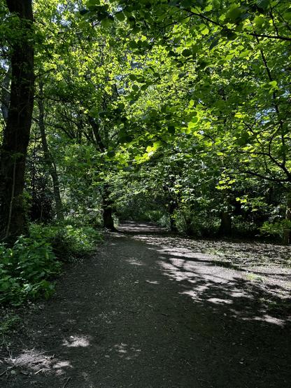 Shady path through Foxfield Spring woods