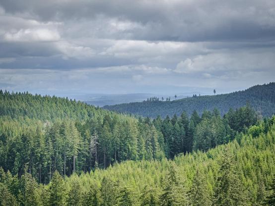 A panoramic view of lush, green forests extending over rolling hills under a cloudy sky. The landscape features a variety of trees in different shades of green, with distant mountains visible in the background