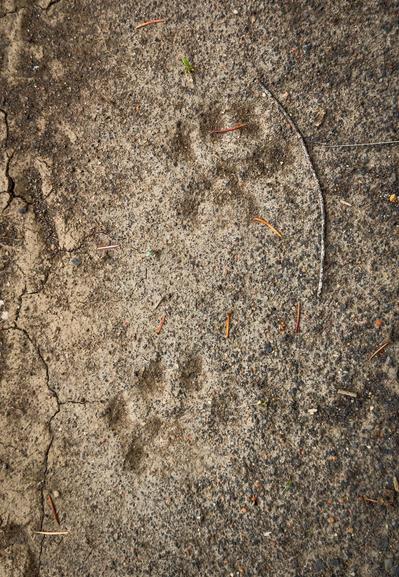 Mountain lion tracks in dried mud
