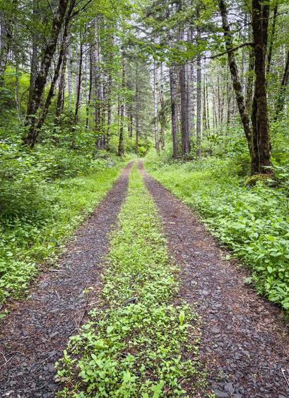 A dirt path winds through a dense forest, flanked by tall trees and lush greenery. The path is partially overgrown with grass and small plants, creating a tranquil, natural setting.