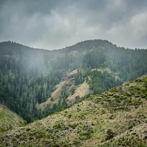 A misty landscape featuring rolling hills covered in dense forests, under a cloudy sky. The scene includes a variety of tree types on the slopes, with some areas showing cleared land
