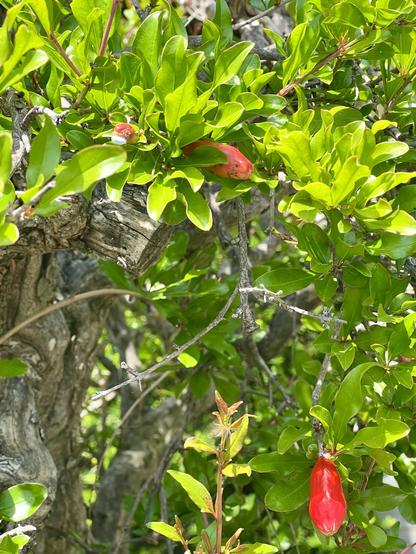 Pomegranate buds on tree