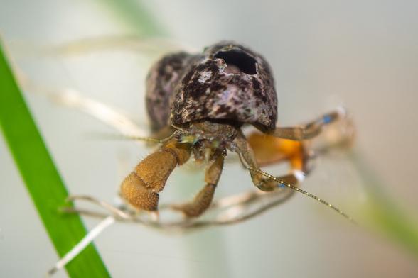 1. A small hermit crab wearing an old shell with a hole in it over his carapace. The shell is severely eroded and coated with patches of blackish algae. The hermit's legs and chelipeds are brown, with blue and white markings on the legs. The antennae are dotted green and white lines.
The hermit stands on thin white roots floating in the water. There's one eelgrass blade on the left, about as wide as the hermit's carapace.