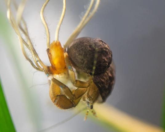 2. The current has floated the eelgrass roots away from the blade and the hermit now hangs upside-down with his side towards us, his eyes at the bottom, shell above, from the place where the roots join a broken bit of decayed eelgrass.