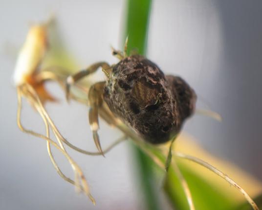3. Now the roots have rotated, and the hermit is right side up, with his back to us. Through the hole in the shell, the pattterns on his carapace are clearly visible; stripes in two shades of brown.