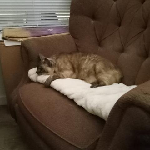 A lynx-point Siamese cat lies dozing on a folded fuzzy white throw covering the seat of an old armchair upholstered in faded maroonish fabric. At upper left is a window with its venetian blinds drawn down.