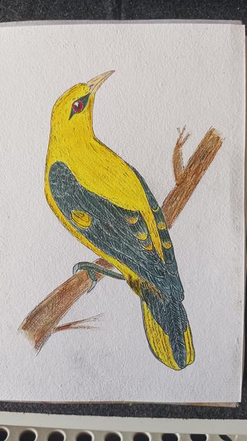 a yellow bird with black wings and tail feathers. perched on a brown branch. it has its head turned so you can see its back and also its head - it has red eyes, and black feather around the eye.
