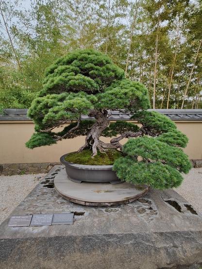 A photo of a large bonsai tree