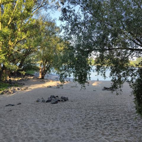 Sandstrand, Bäume, Rhein im Hintergrund