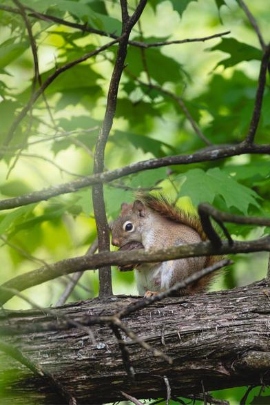 A squirrel perched on a tree branch, holding a small piece of food with its front paws. Its face is partially obscured by twigs, and it’s surrounded by lush green leaves.