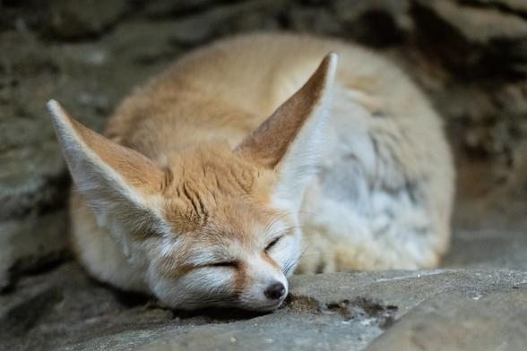 A fennec fox donut sleeping on a rocky surface.