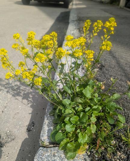 KI, überarbeitet: Das Bild zeigt eine Pflanze mit gelben Blüten, die auf einem Bordstein wächst. Die Blüten sind in kleinen, dichten Blütenstängeln angeordnet und haben eine leuchtende Farbe. Die Blätter sind grün und weiten sich aus, wobei einige Blätter direkt am Boden liegen. Der Pflanzenstamm ist dünn und starrt nach oben. Im Hintergrund ist ein Teil einer Straße und ein parkendes Fahrzeug zu sehen. Die Sonne wirft Schatten auf den Asphalt.