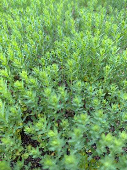 Flachs, zart