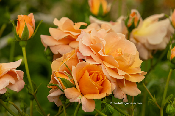 Group of orange, double rose flowers.