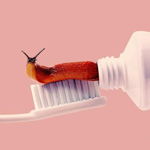 Les combinaisons d'objets et d'animaux perturbantes de Randy Lewis - Dentifrice et limace