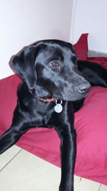 Labrador erwachsener Hund