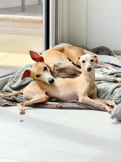 Two light-coloured dogs on a grey dog bed.