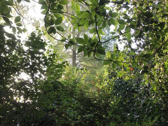 Früher Morgen im Garten
Blick durch Bäume und Sträucher auf einen nur teilweise zu erkennenden Mammutbaum im ehemaligen Garten meiner Eltern, der früher mit unserem Eins war.