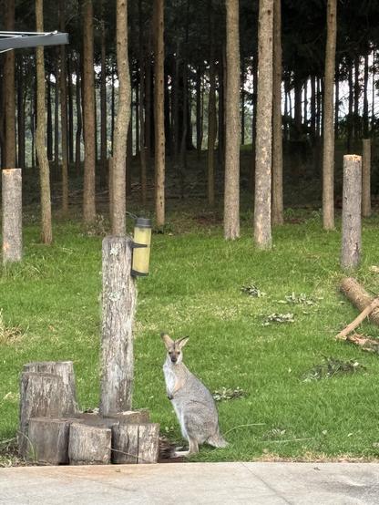 A female wallaby sits next to some tree stumps eating some pellets. Behind her is forest.