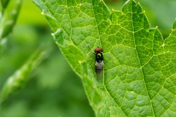 Een kleine vlieg, centraal gepositioneerd op een felgroen blad. De vlieg is metallic groen de kop lijkt van boven bekeken helemaal uit 2 ogen te bestaan. De vleugels zijn doorschijnend en licht zichtbaar. Het blad is gedetailleerd en vertoont een complex netwerk van nerven en texturen. De vlieg rust op het blad, zijn poten zijn niet duidelijk zichtbaar. De belichting is helder en natuurlijk, waardoor de vlieg en de oppervlaktetextuur van het blad worden benadrukt. De focus ligt op de vlieg en het blad, met de omgeving subtiel onscherp, waardoor de vlieg in zijn natuurlijke habitat wordt getoond. Het perspectief is recht van boven, waardoor de details van het bladoppervlak worden benadrukt. De algehele sfeer is sereen en naturalistisch. De beeldstijl is gedetailleerd en close-up, waardoor de complexe details van de vlieg en het blad worden getoond.