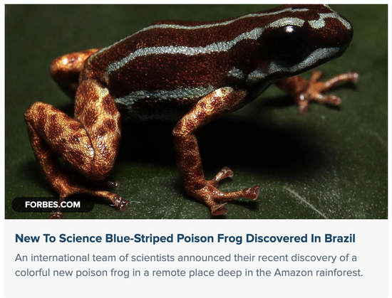 tiny new poison frog species: sky blue stripes along back and on belly with copper-colored limbs, copper colored belly spots.