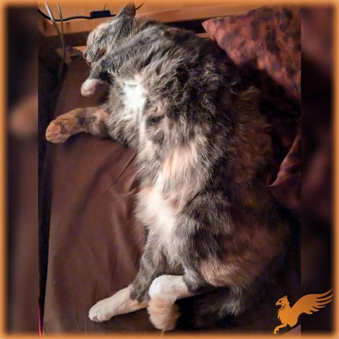 Flauschige, dreifarbige Katze liegt neben dem Kopfkissen auf dem Bett, zeigt den Bauch und sieht glücklich aus.