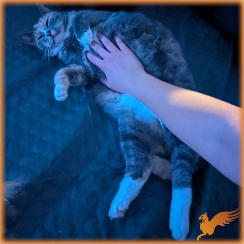 Flauschige, dreifarbige Katze lässt sich den Bauch kraulen und sieht glücklich aus.