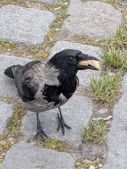 Nahaufnahme einer grau-schwarzen Nebelkrähe, die zur Kamera gewandt auf gepflasterten Boden steht. Im Schnabel hat sie zwei Erdnüsse mit Schale.
