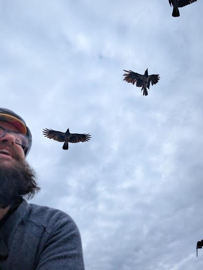 Foto während des Radfahrens, nach oben: ich (Mann mit Vollbart, Brille, grauem Pullover) bin links unten im Bild, über mir fliegen ein paar Krähen mit. Eine davon, rechts oben, hat total zerfetztes Gefieder, es sieht aus, als wären Federn abgebrochen und abgerissen, viele Löcher im Gefieder.
