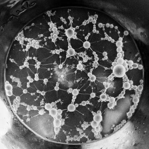 a network made out of bubbles, probably some mold on the top layer on a kefir fermentation jar